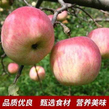 甜缘泉 红富士苹果（24个 单果径75-80mm装净重4.5kg）