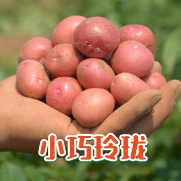 云南红皮小土豆（单果重150-350克 净重9斤）