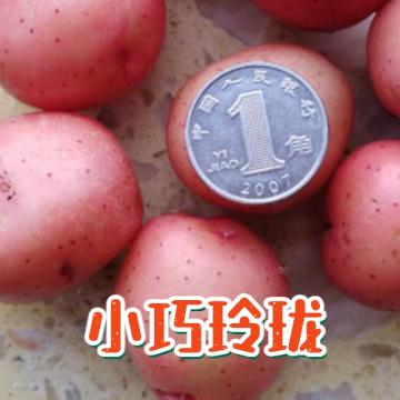 云南红皮小土豆（单果重150-350克 净重5斤）