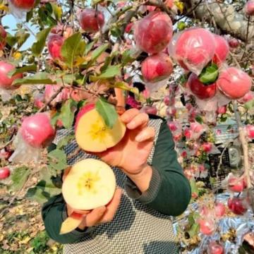 甜缘泉 红富士苹果（特大果12个 果径90mm+4.5kg）