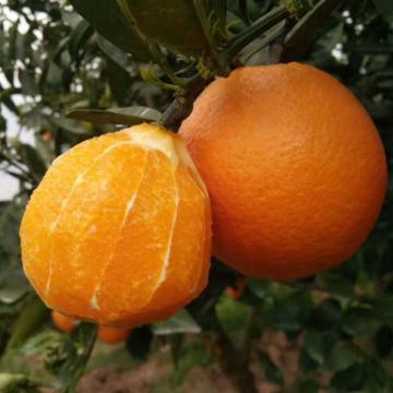 赣南脐橙（果径80-90mm 净重4.5斤）