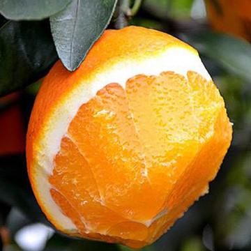 赣南脐橙（果径80-90mm 净重9斤）