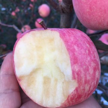 甜缘泉 红富士苹果（大果15个 果径85-90mm 4.5kg）