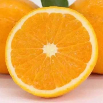 湖北伦晚脐橙（70-75mm 净重9斤）