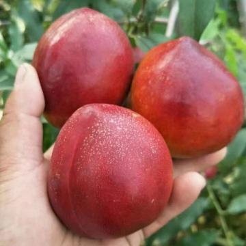 山东红油桃（净重4.5斤）