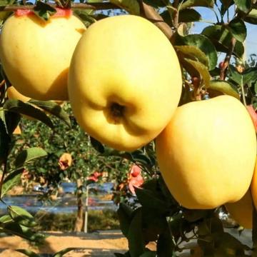 山东蒙阴维纳斯黄金苹果（净重4.5斤）