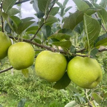 河北王林苹果（果径75-85mm净重5斤）