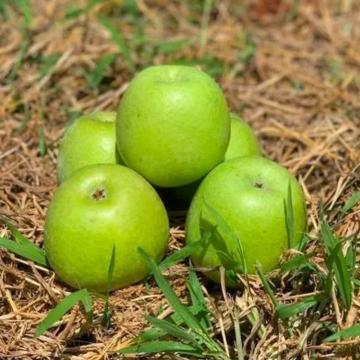 河北王林苹果（果径75-85mm净重9斤）