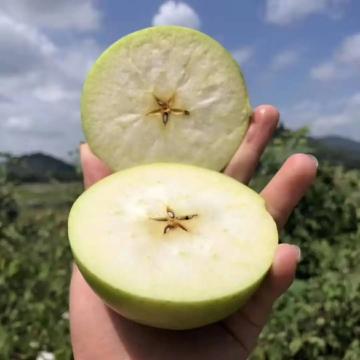 河北王林苹果（果径85-95mm净重5斤）