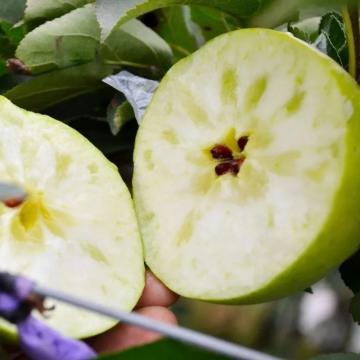 河北王林苹果（果径85-95mm净重9斤）